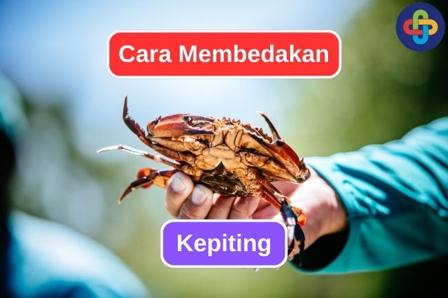 Cara Membedakan Kepiting Jantan dan Kepiting Betina